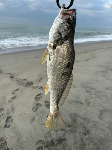 ニベの釣果