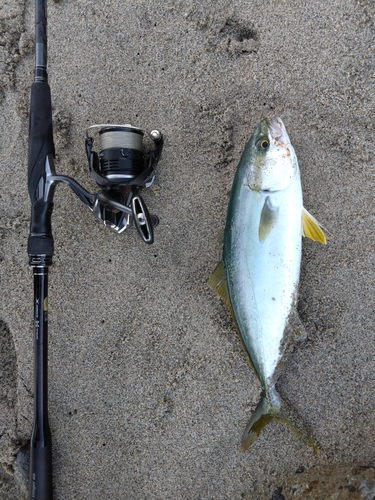 ツバイソの釣果