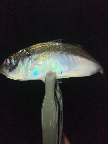 マアジの釣果