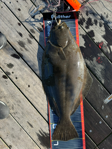 ヒラメの釣果