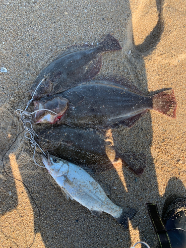 ヒラメの釣果