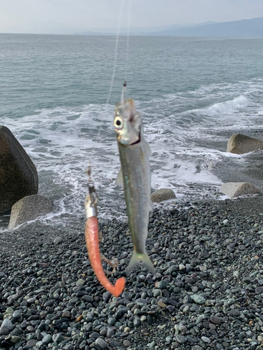 ウルメイワシの釣果