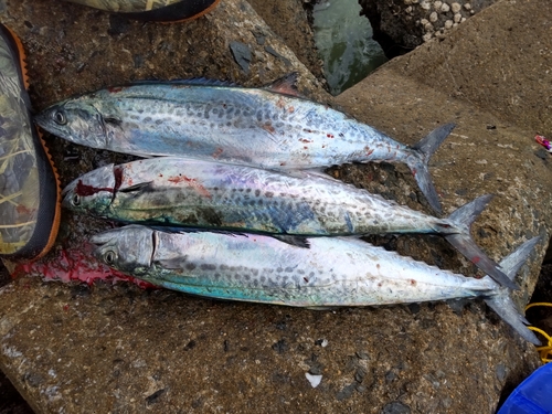 サゴシの釣果