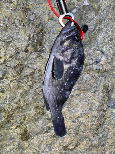 クロソイの釣果