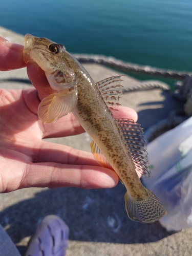 マハゼの釣果