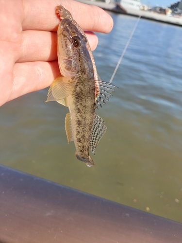 マハゼの釣果