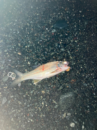 ツバメコノシロの釣果