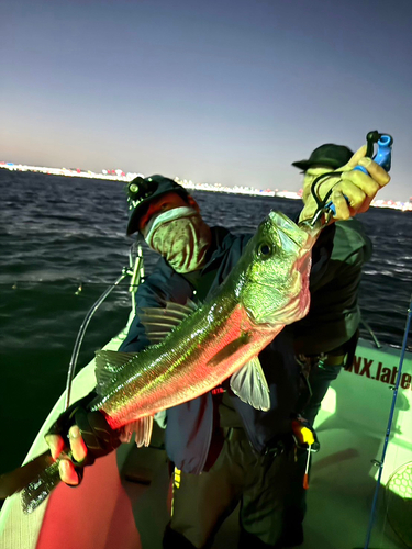 シーバスの釣果