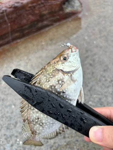 アイゴの釣果