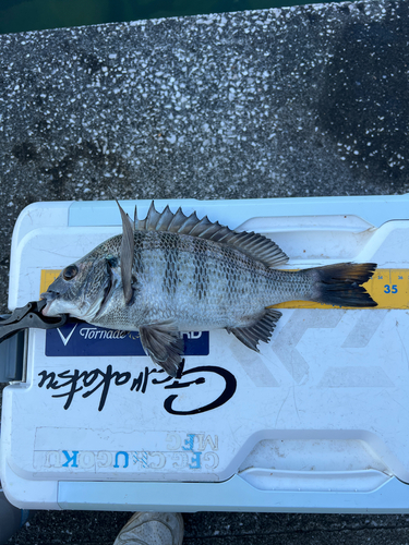 クロダイの釣果