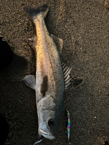 フッコ（マルスズキ）の釣果