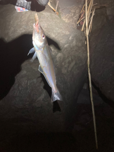 シロギスの釣果