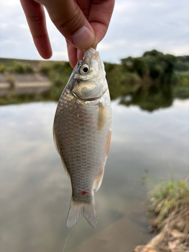 ギンブナの釣果