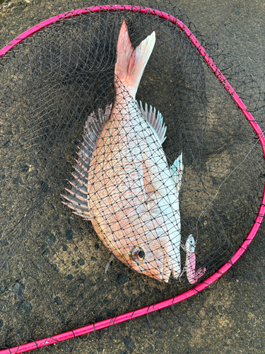 イワシの釣果