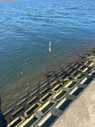 クサフグの釣果