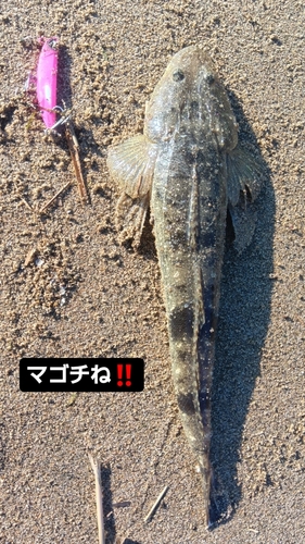 マゴチの釣果