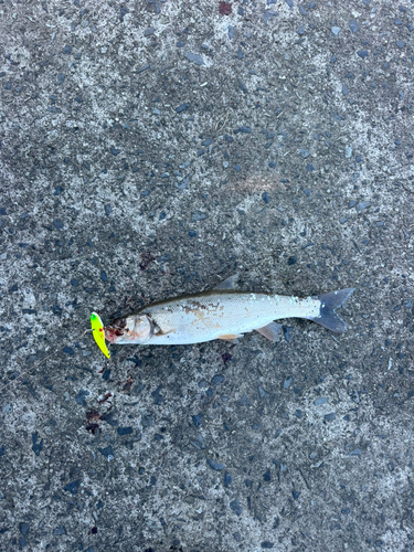 ニゴイの釣果