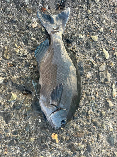 メジナの釣果