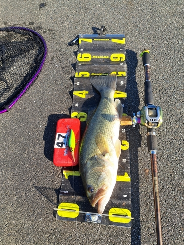 ブラックバスの釣果