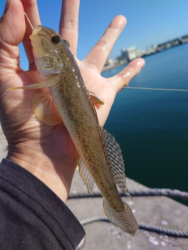 マハゼの釣果