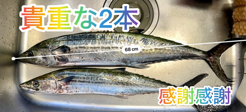 サゴシの釣果