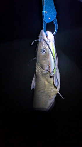 アメリカナマズの釣果