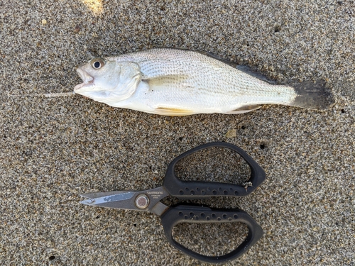 イシモチの釣果