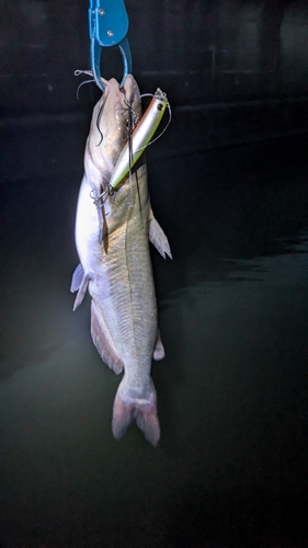 アメリカナマズの釣果