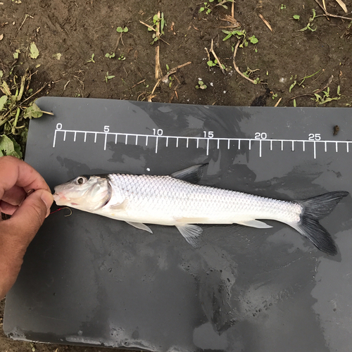 ニゴイの釣果