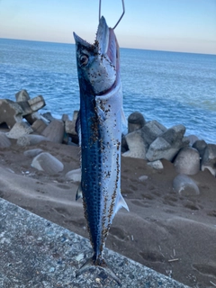 サゴシの釣果