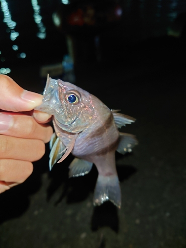 ネンブツダイの釣果