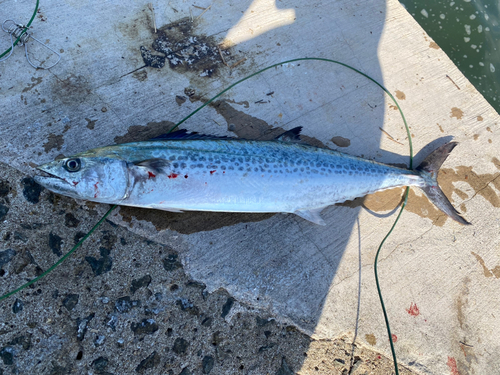 サゴシの釣果