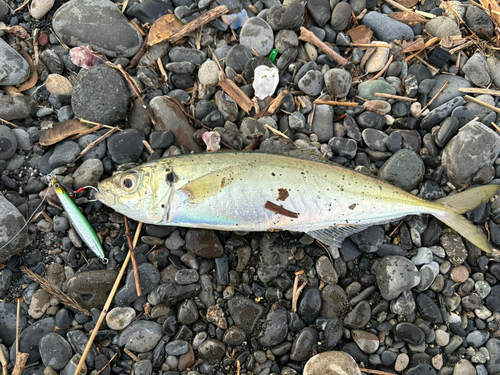 アオアジの釣果