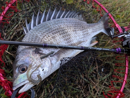 キビレの釣果