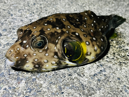 サザナミフグの釣果