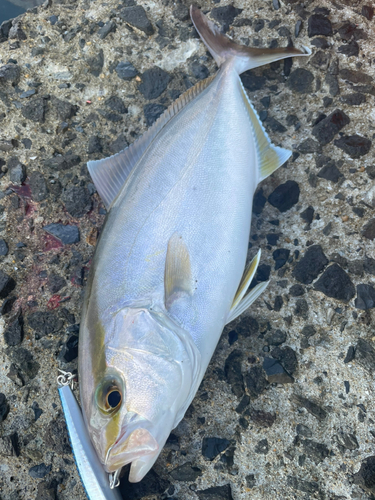 ネリゴの釣果