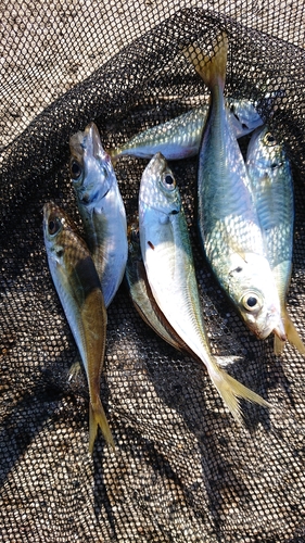 網代浜海水浴場