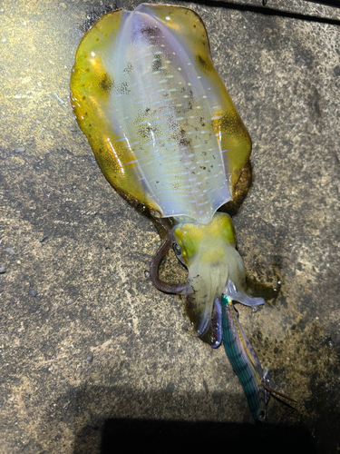 アオリイカの釣果