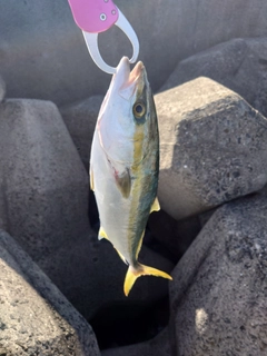 ハマチの釣果