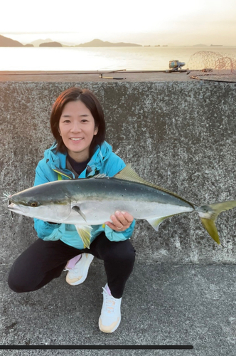 ブリの釣果