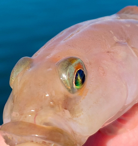 リュウグウハゼの釣果