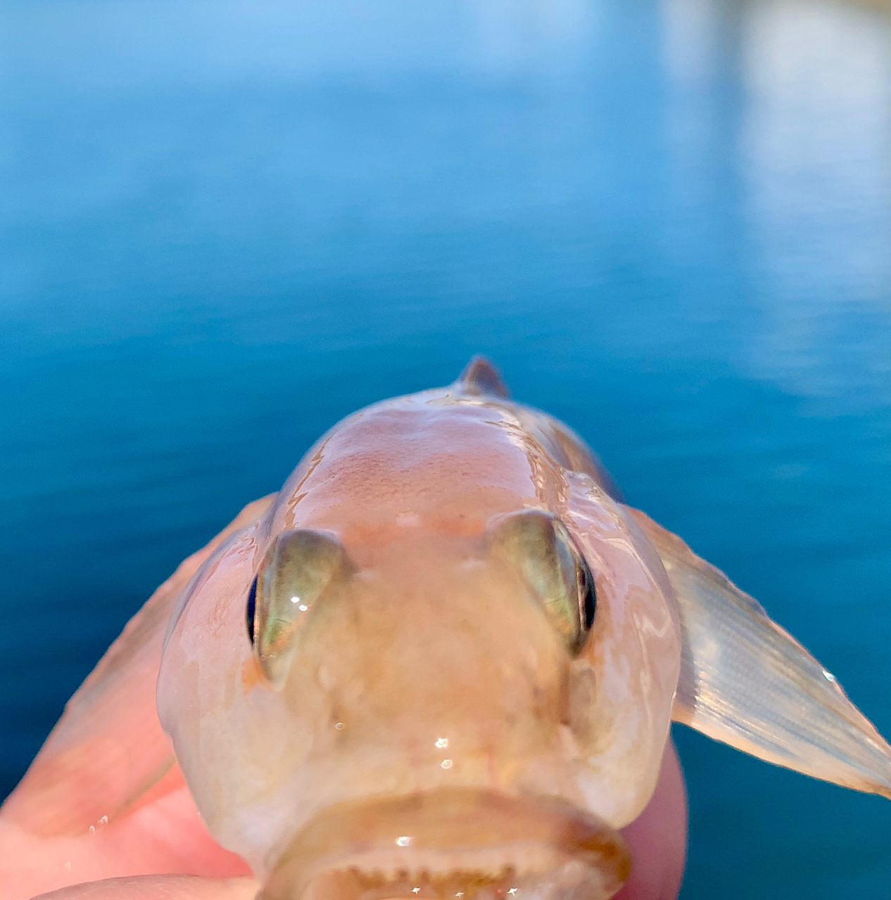 リュウグウハゼ