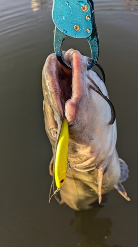 アメリカナマズの釣果