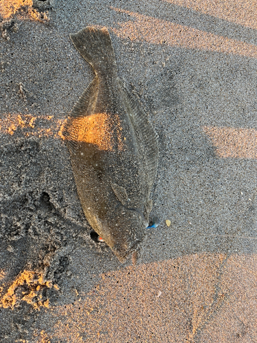 ヒラメの釣果