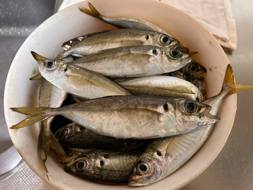 アジの釣果