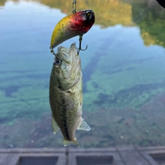 ラージマウスバスの釣果