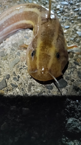 ゴンズイの釣果