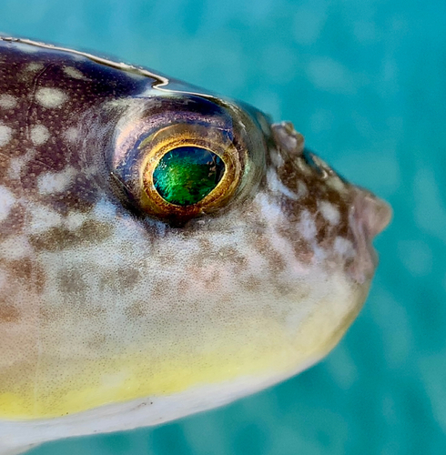 フグの釣果