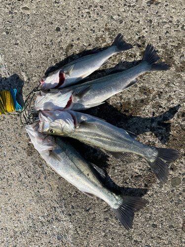 シーバスの釣果