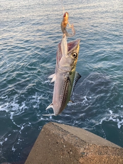 サゴシの釣果